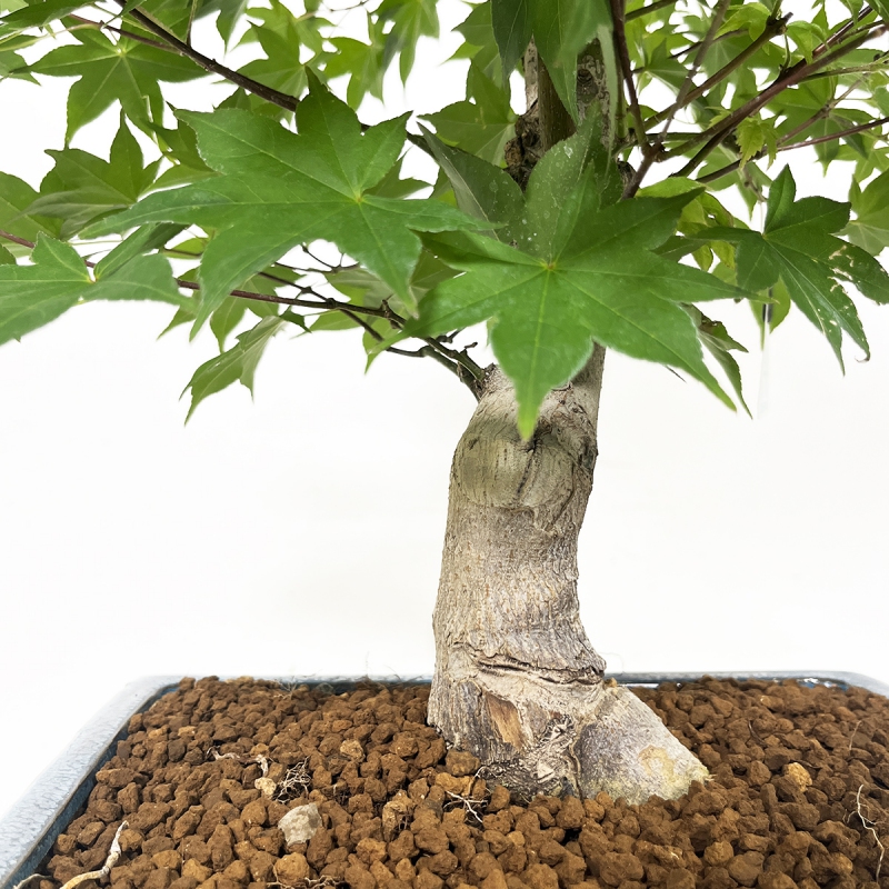 Acer palmatum Tsumabeni - Acero - 56 cm