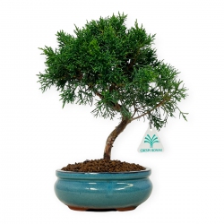 Juniperus chinensis  - Ginepro - 27 cm