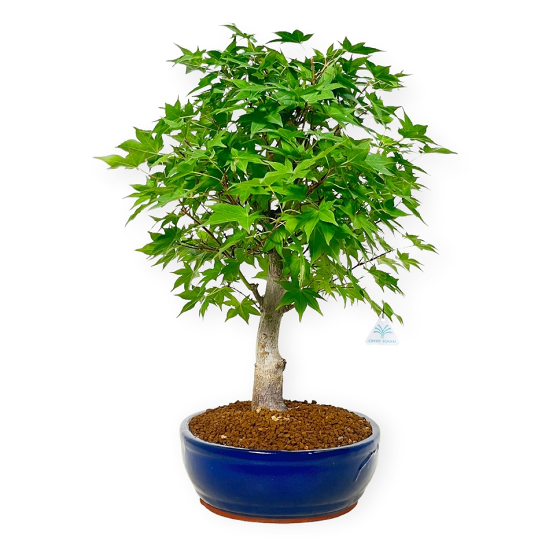Acer palmatum Tsumabeni - Maple - 50 cm