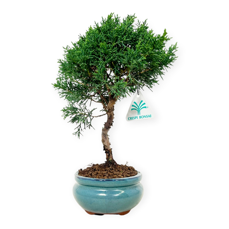 Juniperus chinensis - Juniper - 29 cm