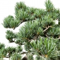 Pinus pentaphylla - Pine - 50 cm