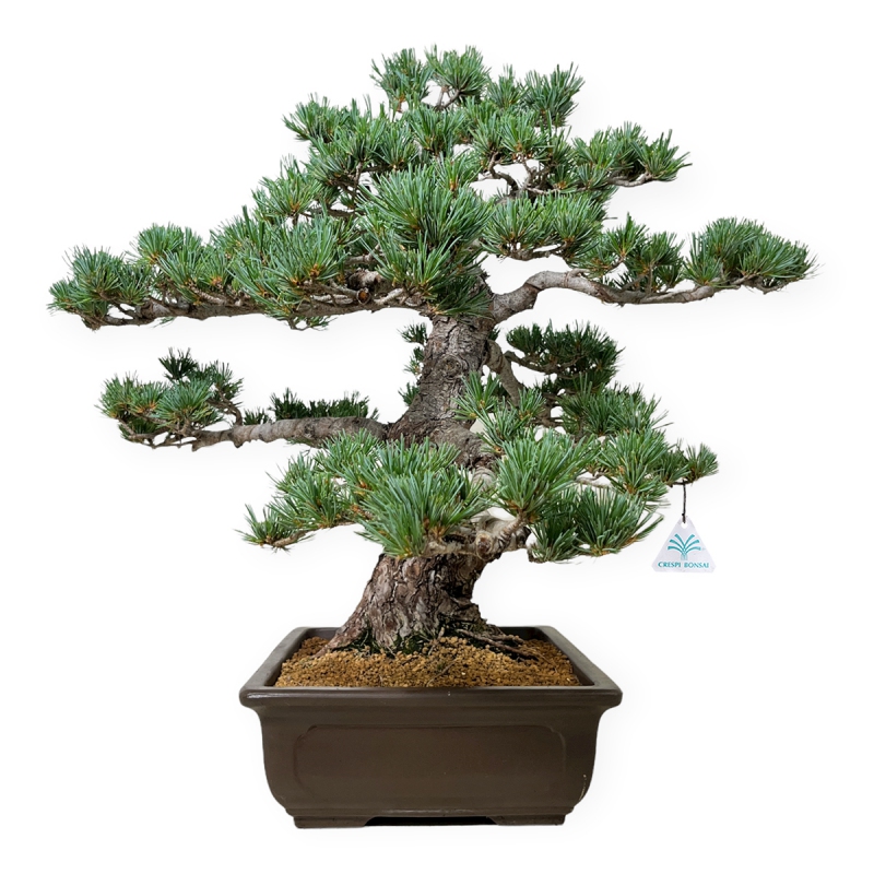 Pinus pentaphylla - Pine - 61 cm