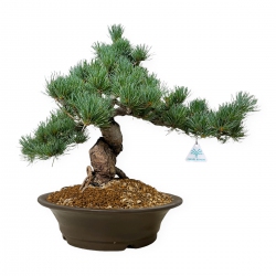 Pinus pentaphylla - Pino - 48 cm