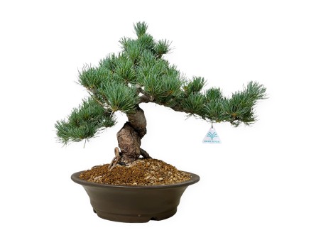 Pinus pentaphylla - Pin - 48 cm