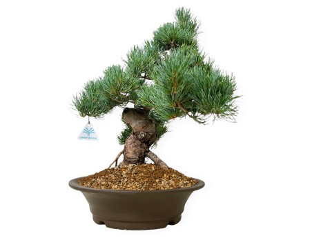 Pinus pentaphylla - Pin - 48 cm