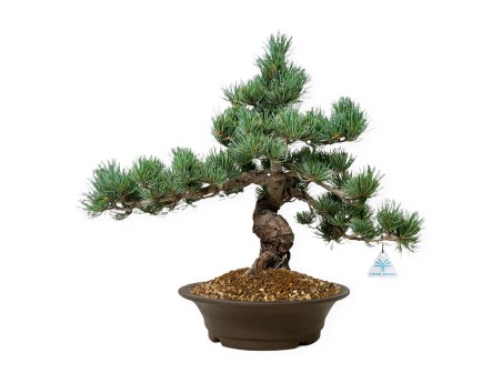 Pinus pentaphylla - Pin - 48 cm
