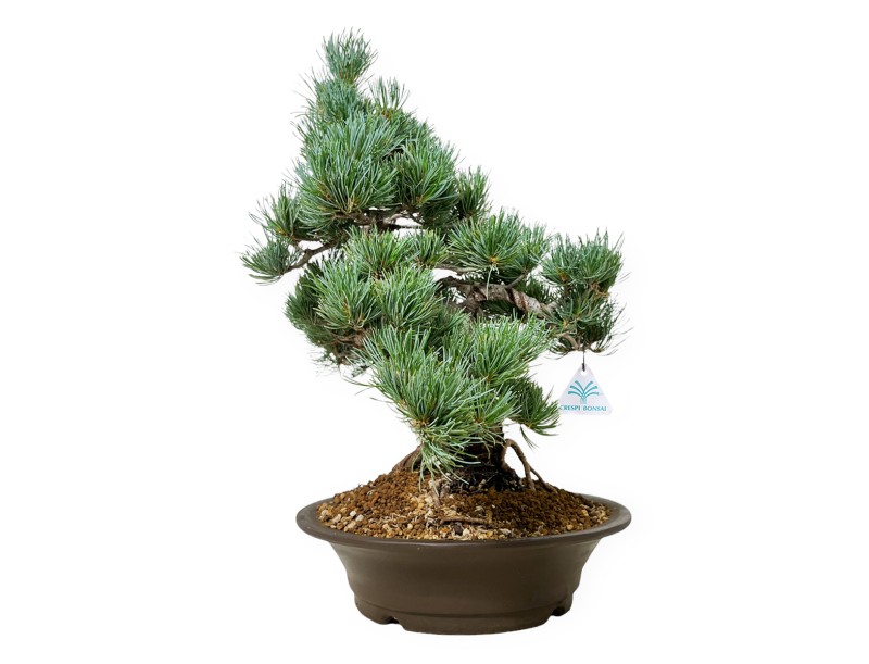 Pinus pentaphylla - Pin - 48 cm