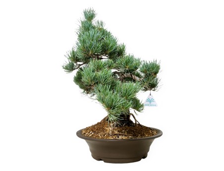 Pinus pentaphylla - Pin - 48 cm