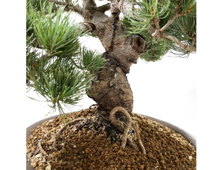Pinus pentaphylla - Pine - 48 cm