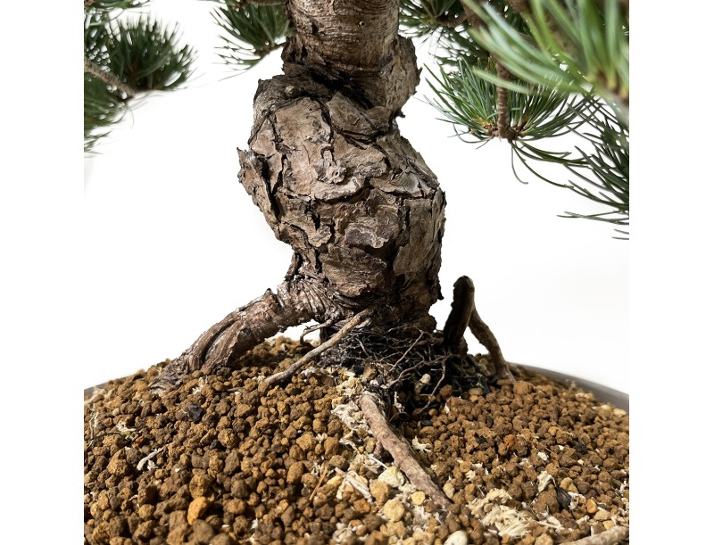 Pinus pentaphylla - Pin - 48 cm