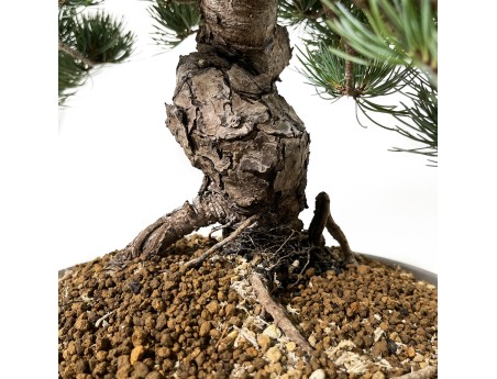 Pinus pentaphylla - Pine - 48 cm