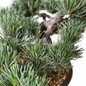 Pinus pentaphylla - Pine - 48 cm