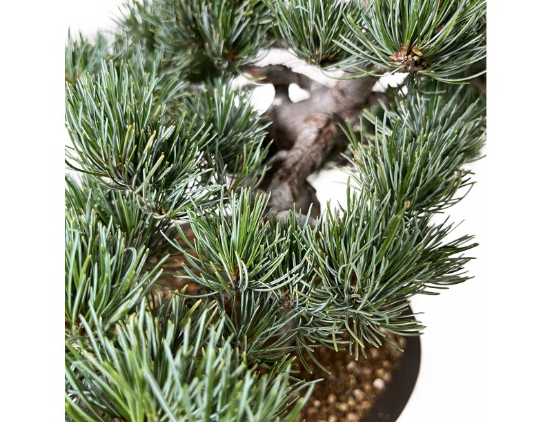 Pinus pentaphylla - Pin - 48 cm