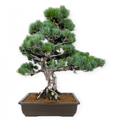 Pinus pentaphylla - Den - 71 cm