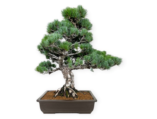 Pinus pentaphylla - Kiefer - 71 cm