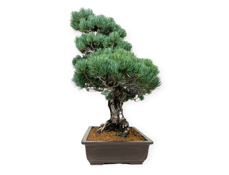 Pinus pentaphylla - Den - 71 cm