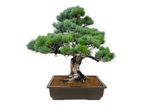 Pinus pentaphylla - Pin - 71 cm
