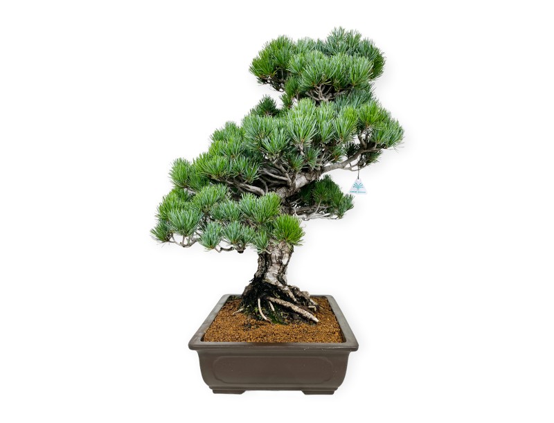Pinus pentaphylla - Kiefer - 71 cm