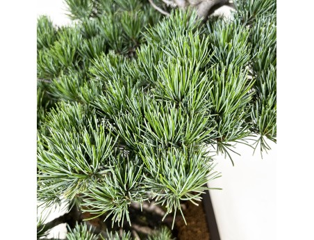 Pinus pentaphylla - Den - 71 cm