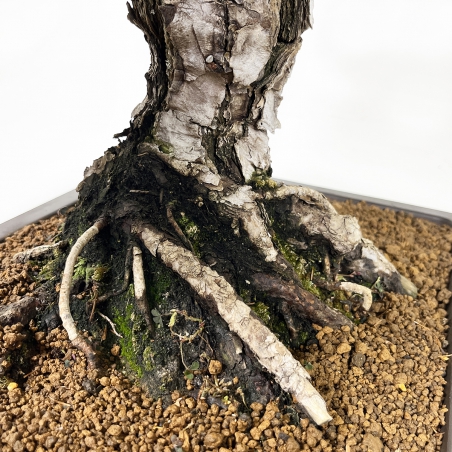 Pinus pentaphylla - Den - 71 cm