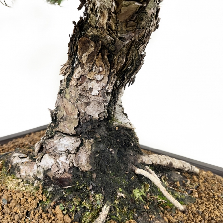 Pinus pentaphylla - Pino - 71 cm