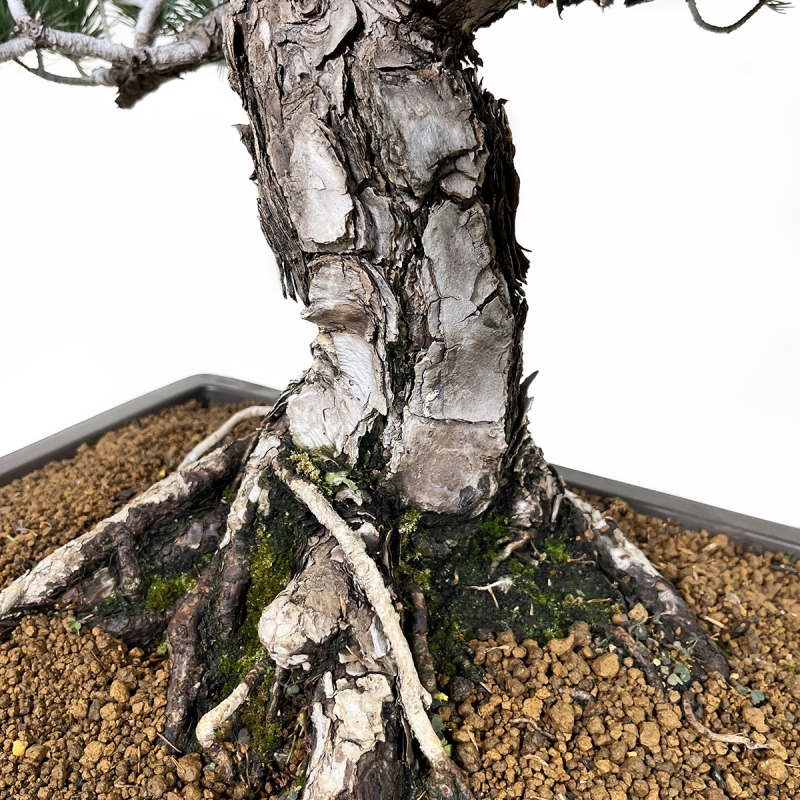 Pinus pentaphylla - Pino - 71 cm