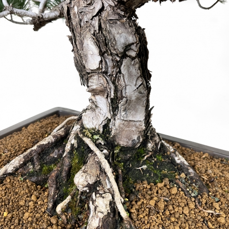 Pinus pentaphylla - Pine - 71 cm