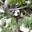 Pinus pentaphylla - Pine - 71 cm