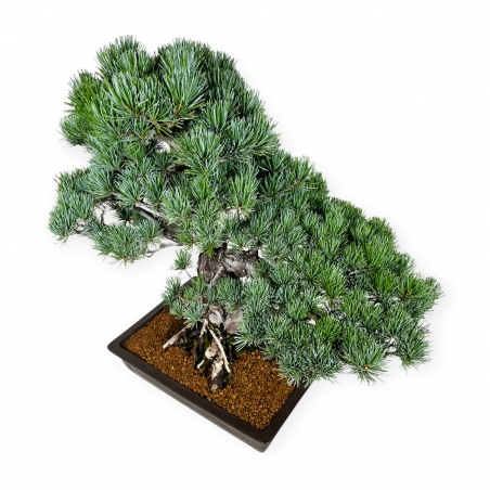 Pinus pentaphylla - Pino - 71 cm