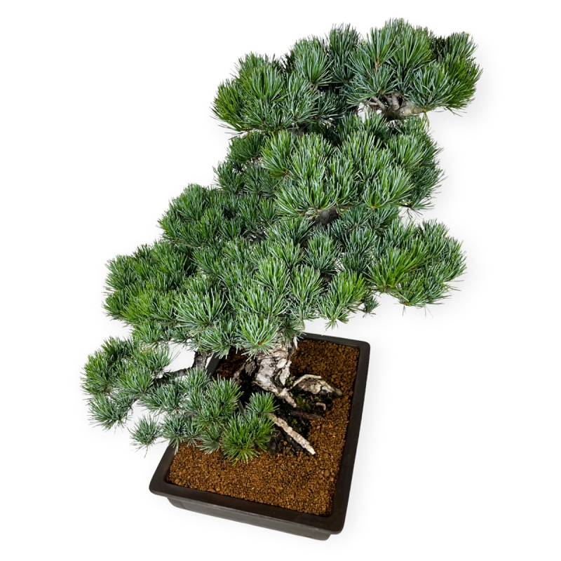 Pinus pentaphylla - Pin - 71 cm