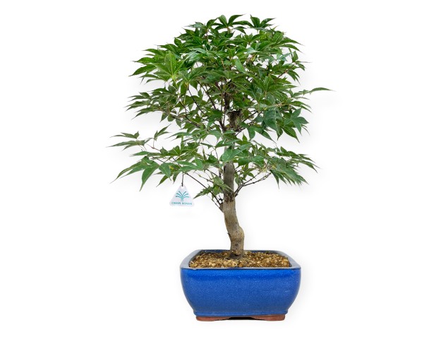Acer palmatum Shoionomura - Arce - 52 cm 2