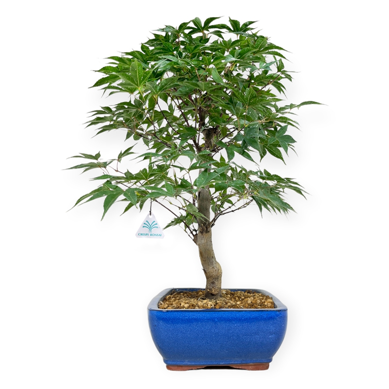Acer palmatum Shoionomura - Ahorn - 52 cm