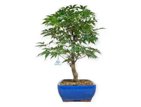 Acer palmatum Shoionomura - Acero - 52 cm