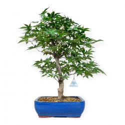 Acer palmatum Shoionomura - Ahorn - 52 cm