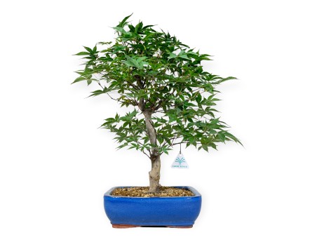 Acer palmatum Shoionomura - Érable - 52 cm