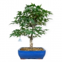 Acer palmatum Shoionomura - Ahorn - 52 cm