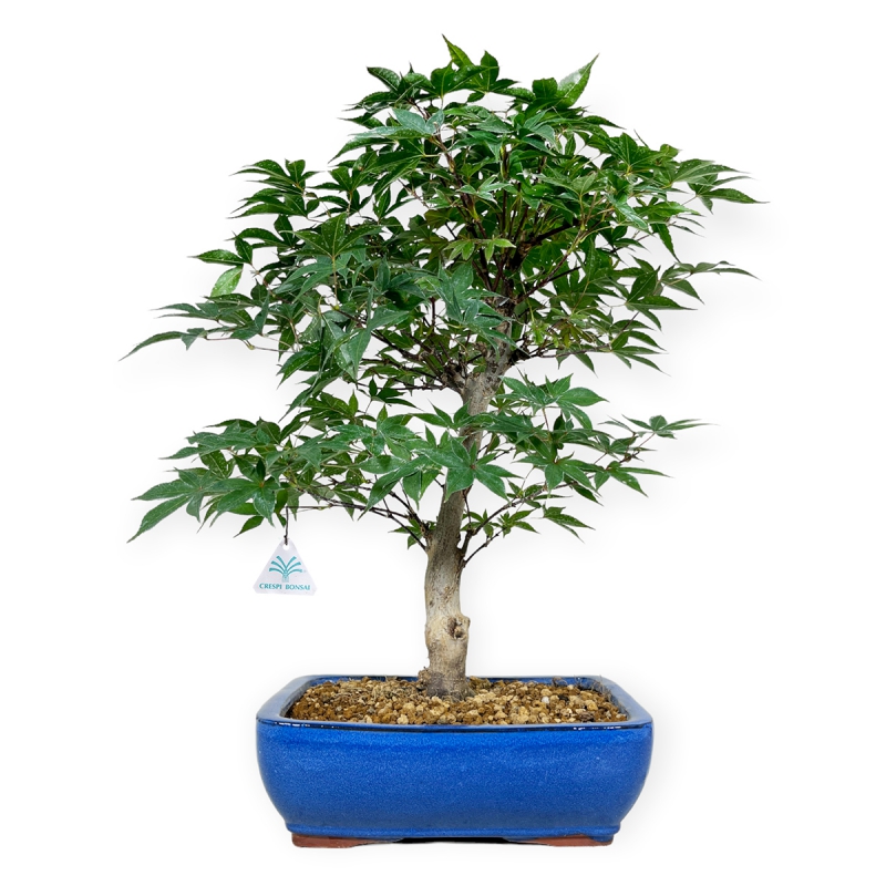 Acer palmatum Shoionomura - Ahorn - 52 cm