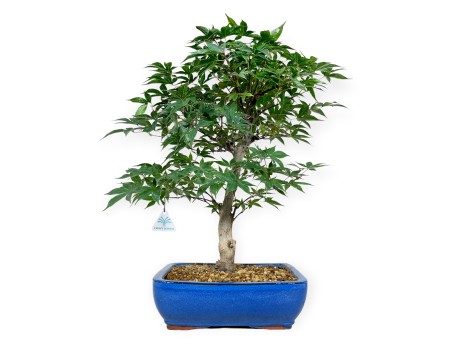 Acer palmatum Shoionomura - Ahorn - 52 cm