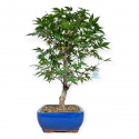 Acer palmatum Shoionomura - Ahorn - 52 cm