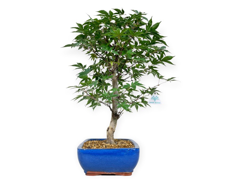Acer palmatum Shoionomura - Acero - 52 cm