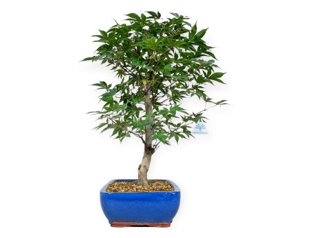 Acer palmatum Shoionomura - Acero - 52 cm