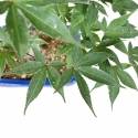 Acer palmatum Shoionomura - Ahorn - 52 cm