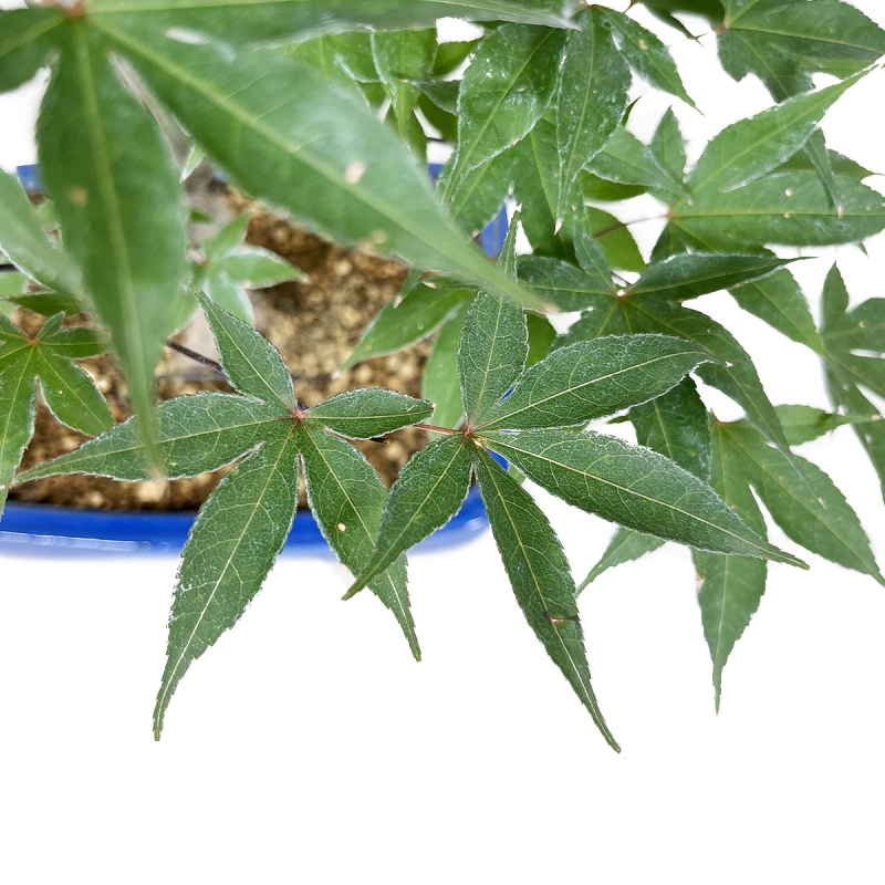 Acer palmatum Shoionomura - Ahorn - 52 cm