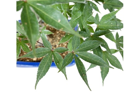 Acer palmatum Shoionomura - Maple - 52 cm