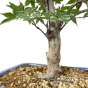 Acer palmatum Shoionomura - Ahorn - 52 cm