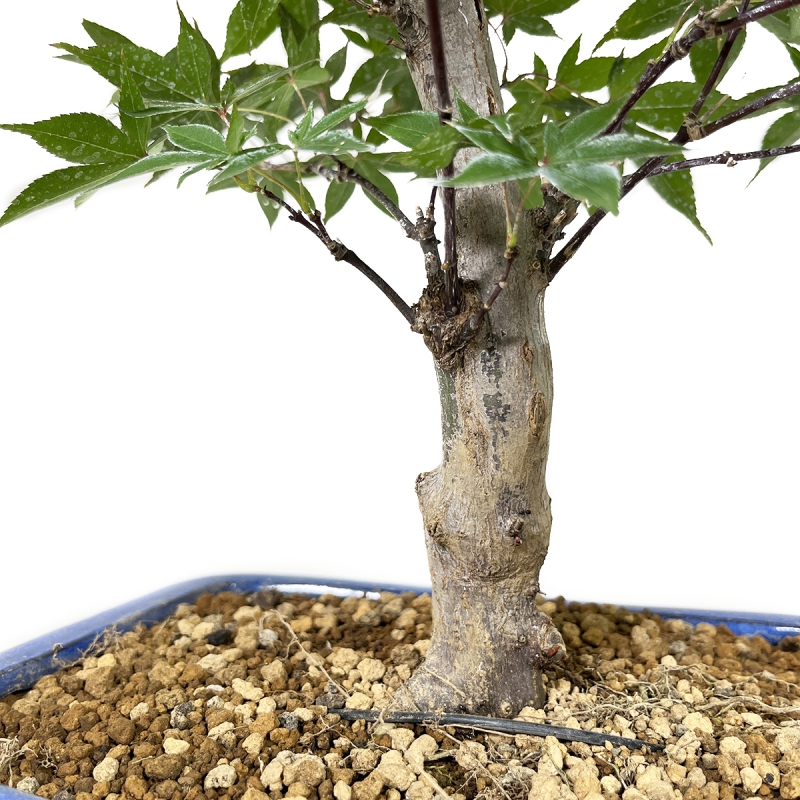 Acer palmatum Shoionomura - Maple - 52 cm