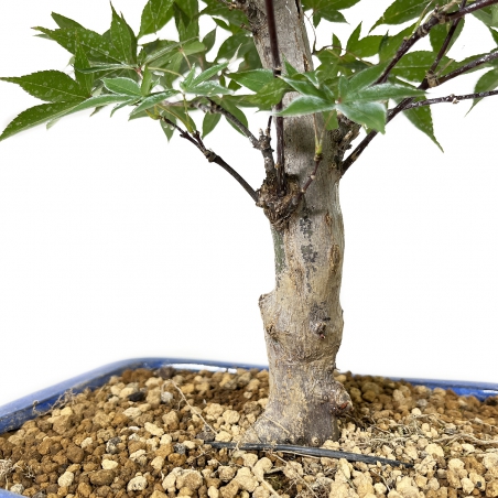 Acer palmatum Shoionomura - Érable - 52 cm