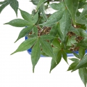 Acer palmatum Shoionomura - Maple - 58 cm