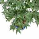 Acer palmatum Shoionomura - Érable - 58 cm