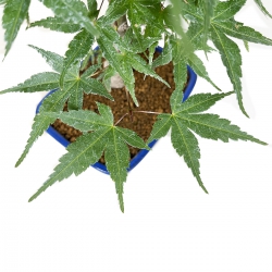 Acer palmatum Segai - érable - 50 cm